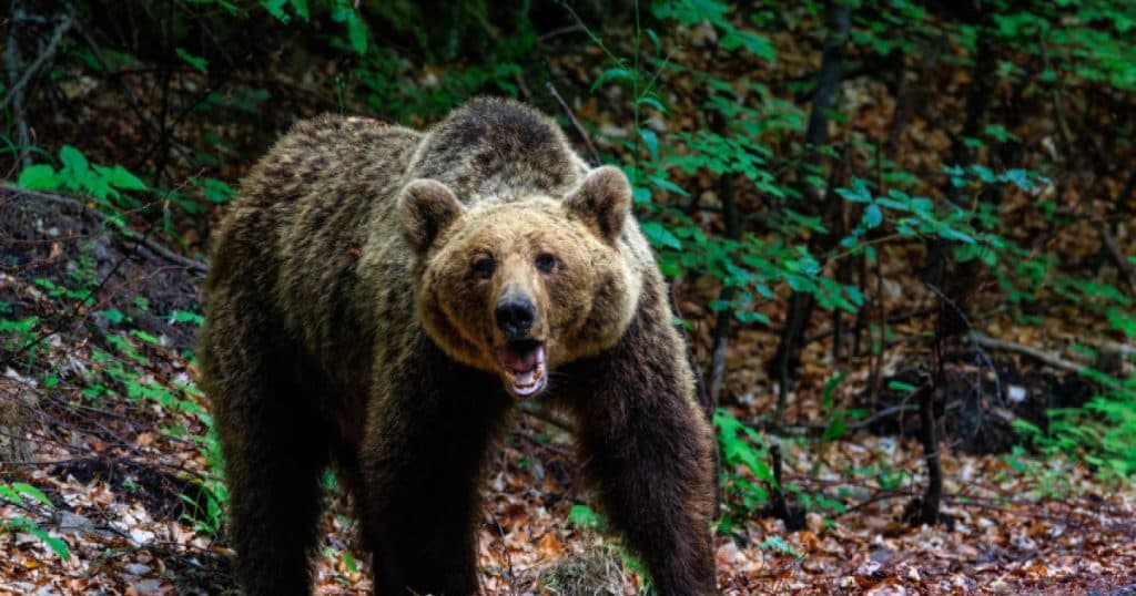 O femeie a fost atacată de un urs pe Transfăgărășan. A fost emis un mesaj RO-Alert.