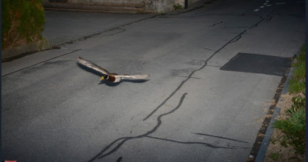 O rață a fost detectată de radarul poliției elvețiene în timp ce circula cu viteză peste limita legală într-o localitate. „Este deja la a doua abatere.”