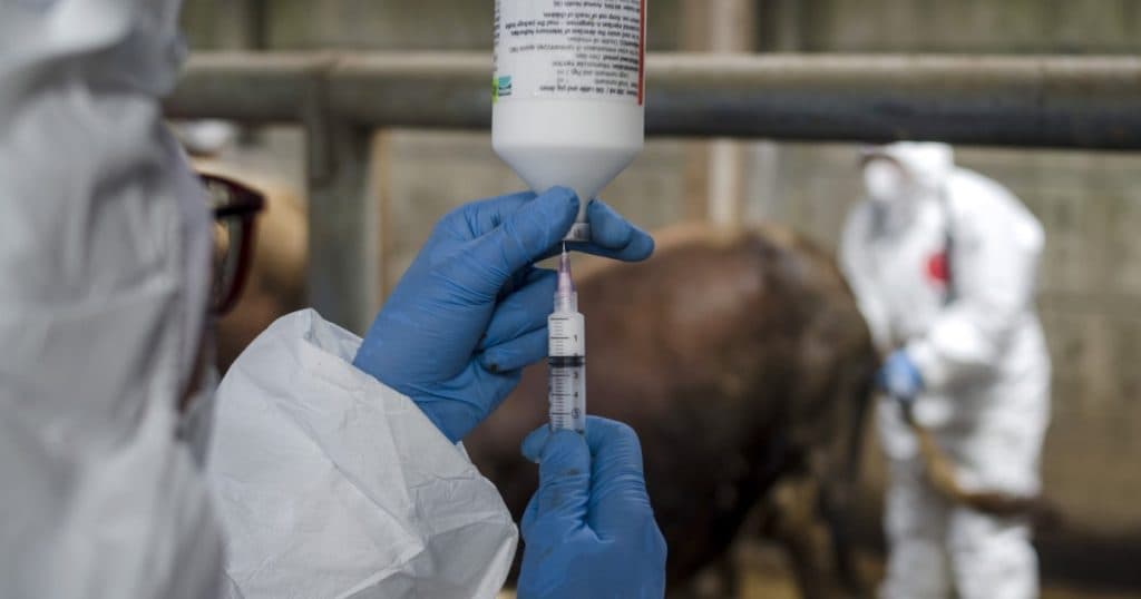 ONU avertizează: Europa se confruntă cu cea mai severă epidemie de febră aftoasă de la începutul secolului.