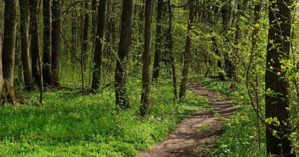 Pădurea Crâng devine din nou rezervație naturală protejată în urma unei decizii definitive a Curții de Apel Ploiești.