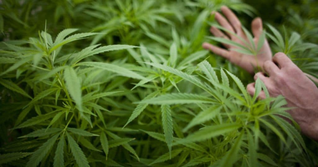 Poliția turcă a distrus 20 de tone de canabis în centrul unui oraș, iar locuitorii au experimentat halucinații timp de câteva zile.