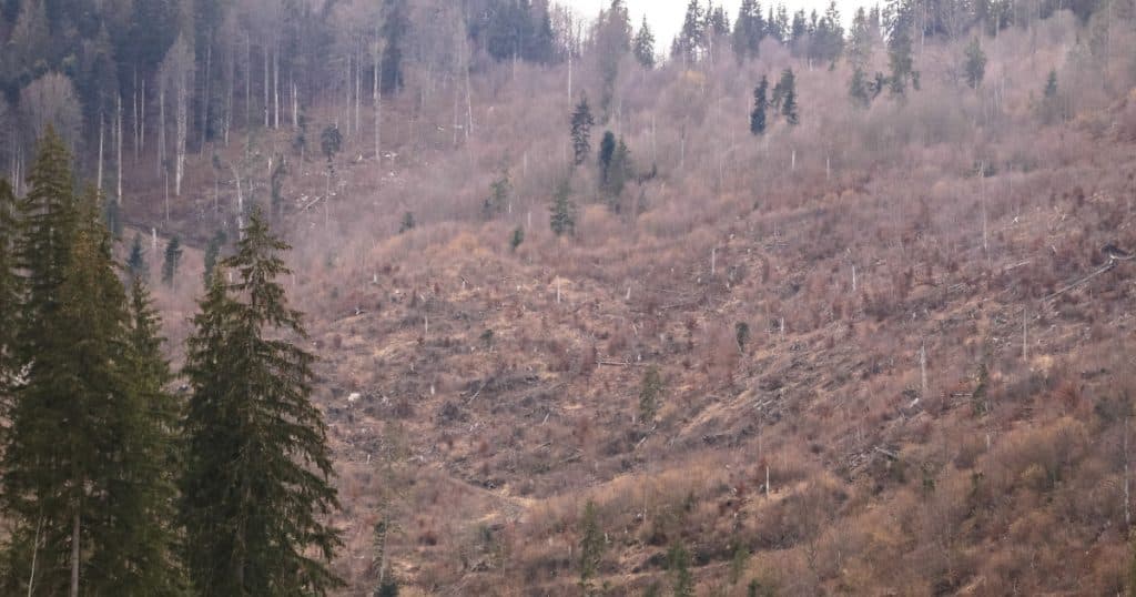 Reuters: 11 ţări, inclusiv România, solicită UE să reducă şi mai mult reglementările legate de defrişări