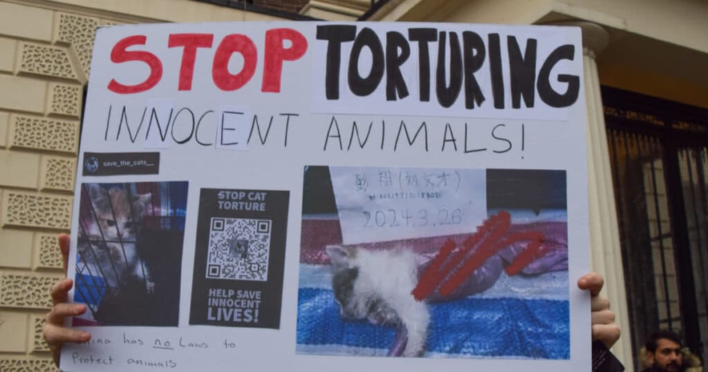 Subcultura dăunătoare a tortionarilor de pisici. Conflictele ascunse dintre iubitorii de feline și cei care profită de pe urma „zoosadismului”