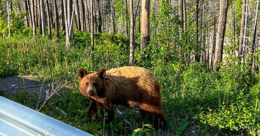 „Baloo de România”: Cum a fost surprins un urs de camerele de supraveghere instalate într-o pădure.