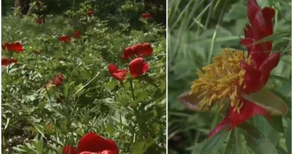 „N-am avut de ani de zile așa ceva”. Rezervație de bujori sălbatici afectată de grindină. Cum arată acum pădurea unică din România