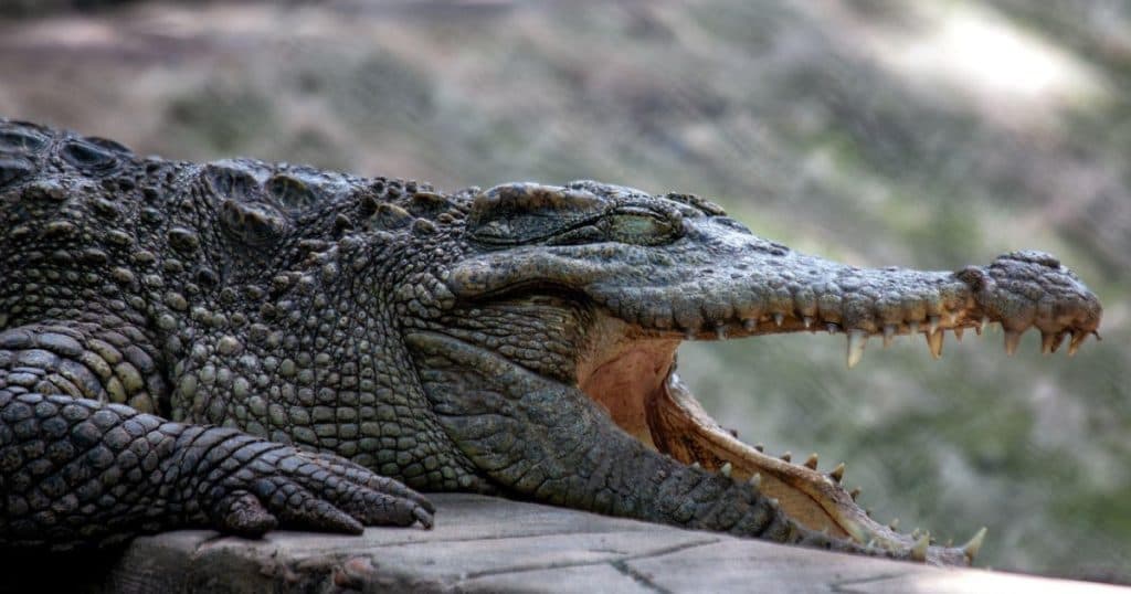 Un avion a efectuat o aterizare de urgență în Bolivia. Supraviețuitorii au fost prinși într-o mlaștină plină de crocodili.