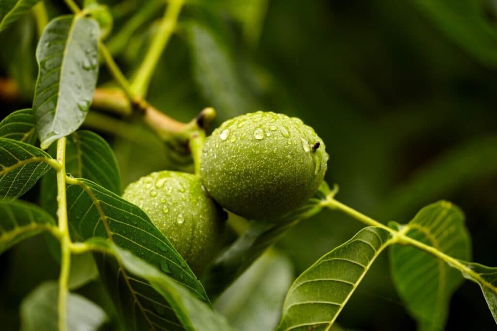 Avantajele remarcabile ale frunzelor de nuc: Un remediu natural cu o istorie îndelungată