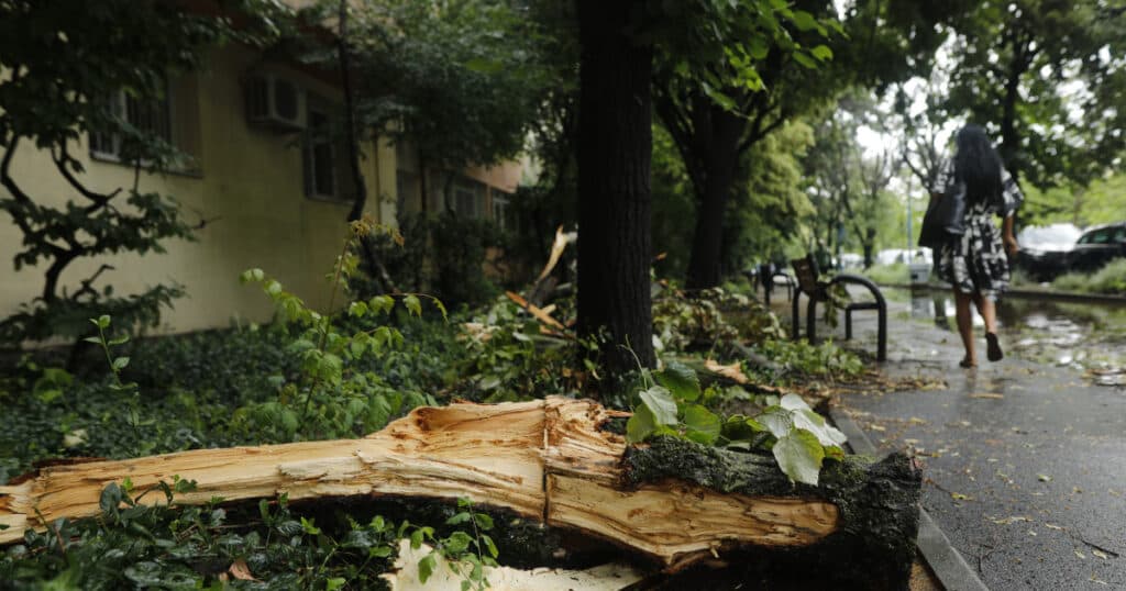 Numărul de copaci doborâți de furtuna de luni în București