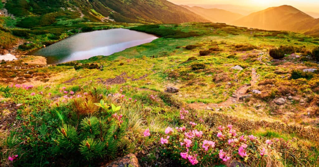 Comisia Europeană: România trebuie să adopte măsuri în termen de două luni pentru protejarea și gestionarea siturilor Natura 2000. Ce se va întâmpla după aceasta