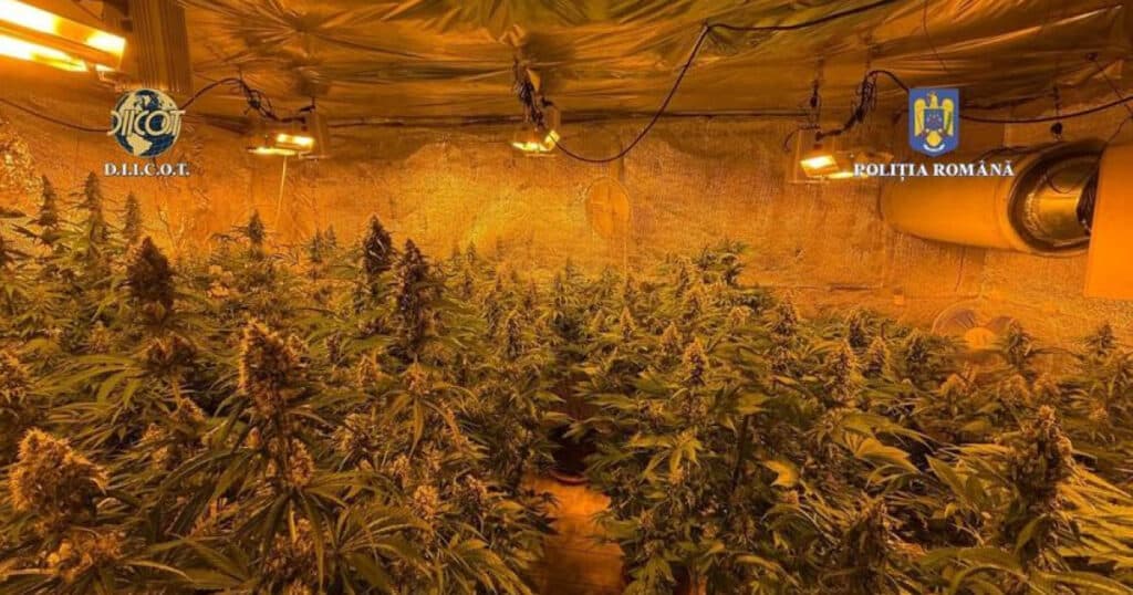 Locuința unui bărbat din județul Vâlcea, plină de plante de cannabis, a fost descoperită de polițiști, unele ajungând la o înălțime de aproape 1,50 m.