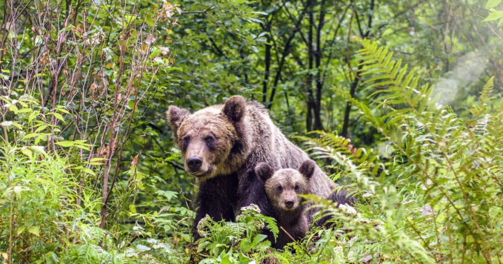 O ursoaică cu doi pui a fost observată pe o stradă din Bușteni. Localnicii au fost avertizați prin RO-ALERT.