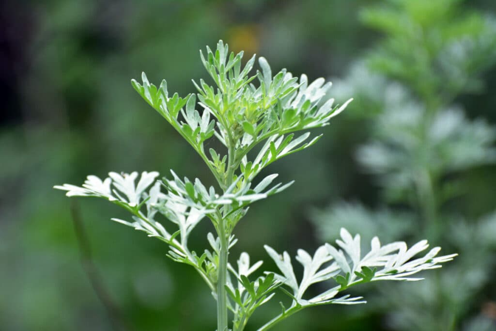 Pelinul, planta medicinală care purifică organismul