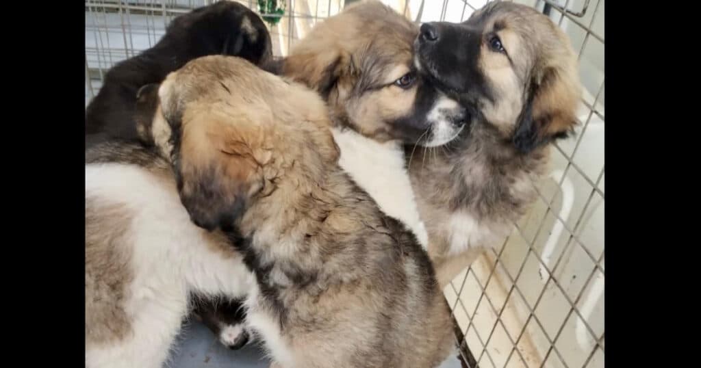 Mai mult de 250 de câini, capturați de pe domeniul public în luna mai. ASPA reiterează programele gratuite de sterilizare.
