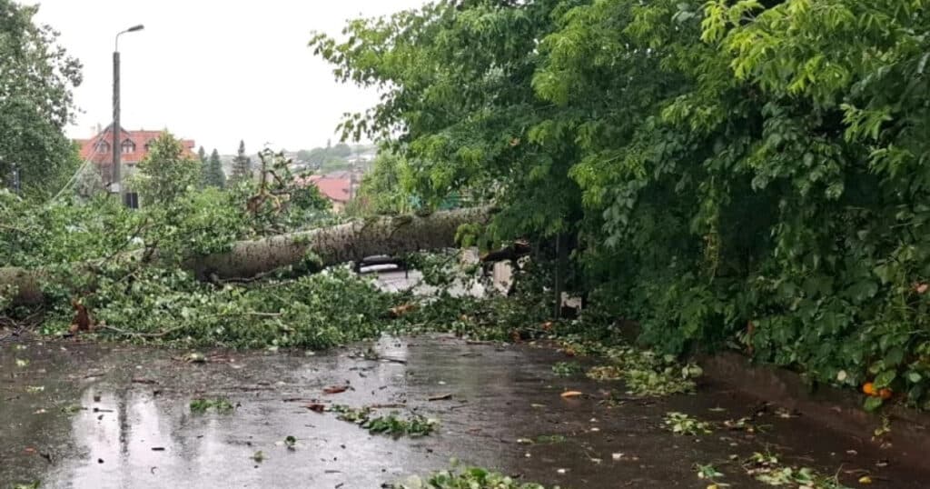 „Plopul lui Eminescu”, căzut la Iași în urma unei furtuni, va fi utilizat de sculptori. Lucrările vor fi prezentate în aceeași locație.