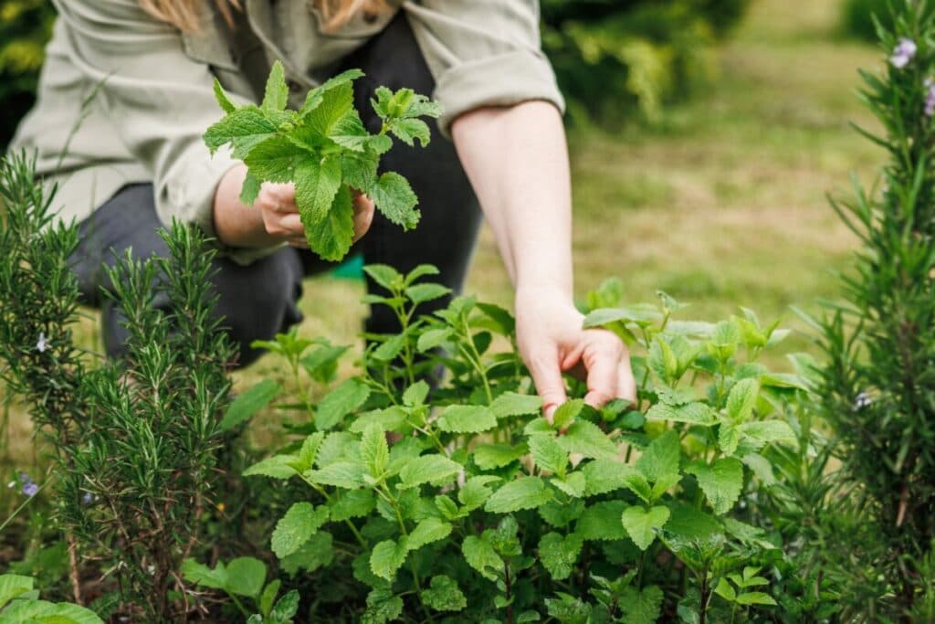 Sirop de mentă – modalități de preparare acasă și utilizările sale