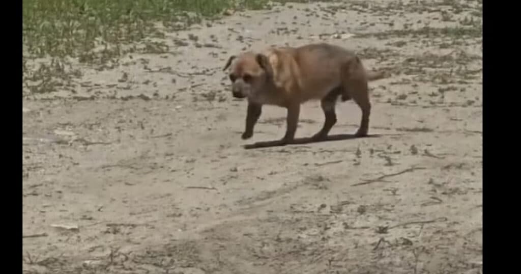 Amendă de 12.000 de lei pentru un bărbat care a abandonat un câine în stațiunea Mamaia
