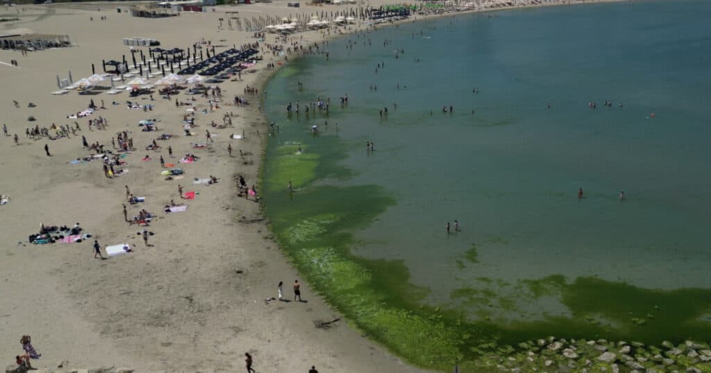 Covor de alge pe litoral la începutul sezonului. Cum explică specialiștii fenomenul întâlnit, de obicei, spre finalul verii.