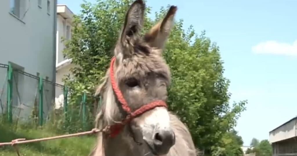 Povestea măgărușului Petrică din Mărginimea Sibiului, care a ajuns la facultate în Iași. Are o singură sarcină: să stea cuminte.