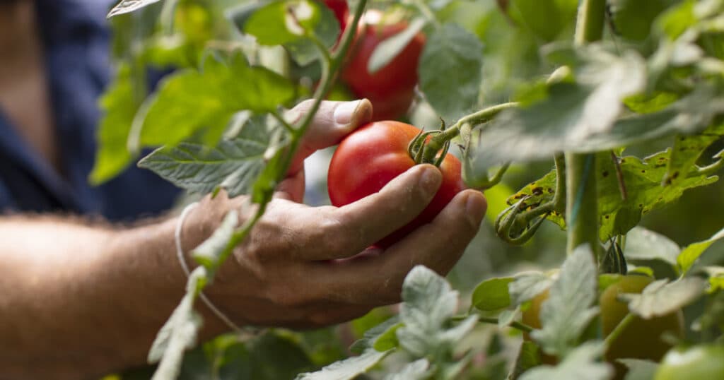 Roșiile sunt în pericol din cauza caniculei. Temperaturile în solarii ating până la 45 de grade Celsius. Care este prețul kilogramului în piețe acum?