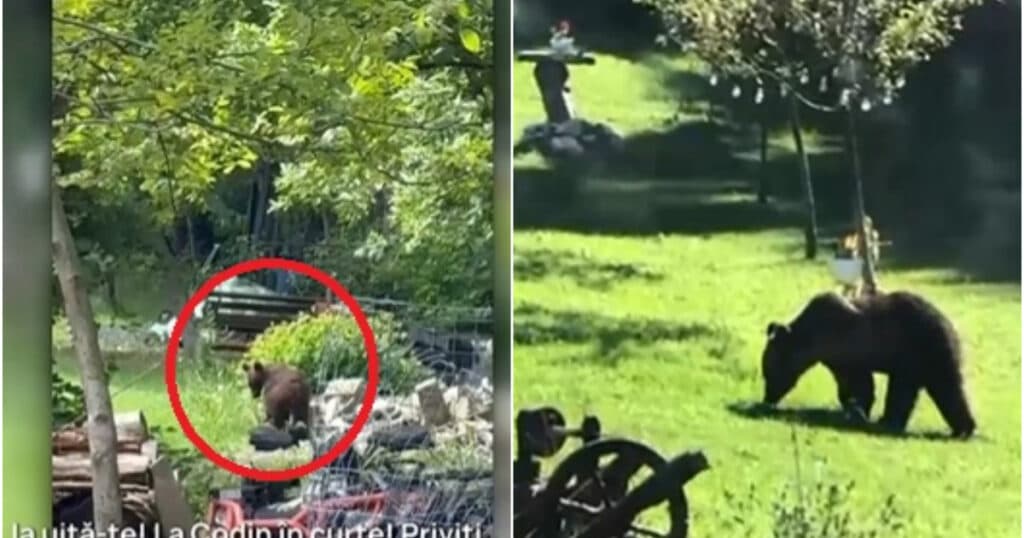 „Toți munții sunt plini”: Orașul unde locuitorii sunt terorizați de urși, zi și noapte. Animalele pătrund fără frică în gospodării.
