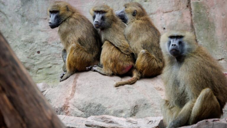 O nouă tragedie în Germania: 12 babuini și-au pierdut viața din lipsă de spațiu în grădina zoologică