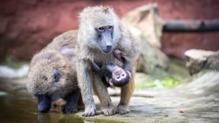 12 babuini au fost eliminați într-un zoologic din Germania din cauza supraaglomerării, stârnind reacții vehemente