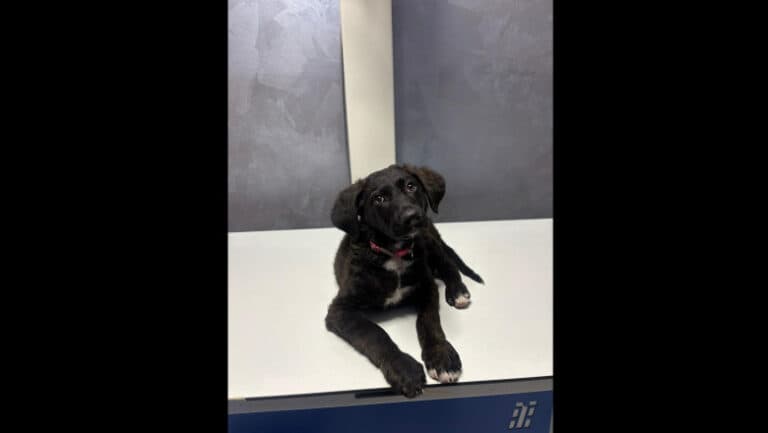 Bărbat arestat de autorități pentru agresarea unui cățel pe străzile Bucureștiului, animalul fiind transportat la o clinică veterinară.