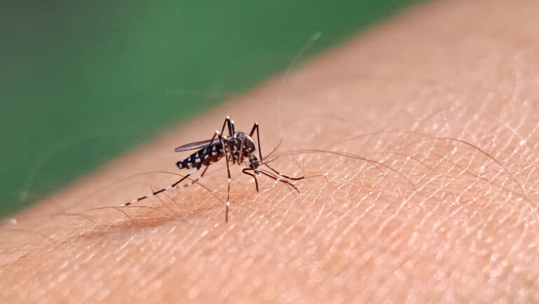 Malaria diagnosticată în inima Bucureștiului