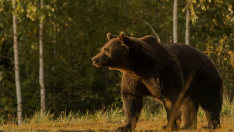 Cioban agresat de un urs în apropierea unei stâne din Argeș, incidentul fiind al treilea în ultima săptămână.