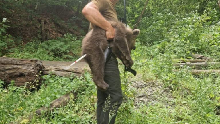 Puiul ursoaicei ucise pe Transfăgărășan a fost găsit slăbit și speriat; Agent Green acuză autoritățile de indiferență.
