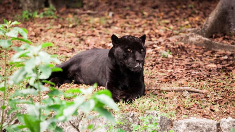 Enigma panterei negre observate în România: Părerea specialiștilor din Bulgaria, țara de origine a observației.