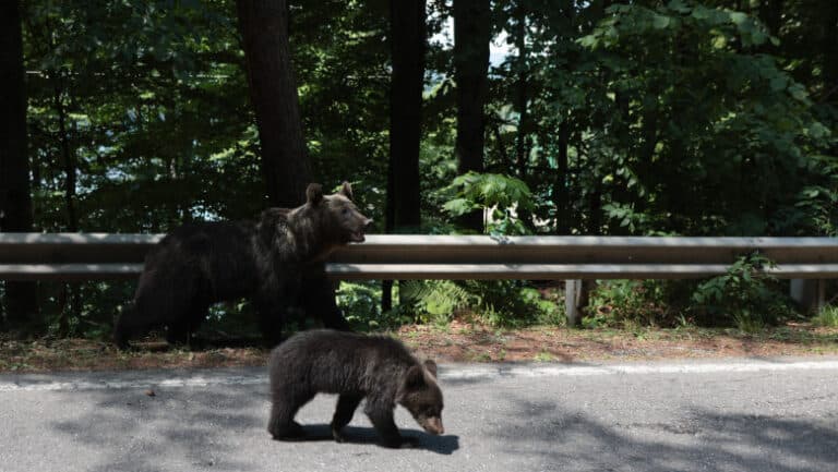 Ursuleții ursoaicei vânați pe Transfăgărășan rămân dispăruți, iar sanctuarul din Zărnești confirmă că nu i-a primit.