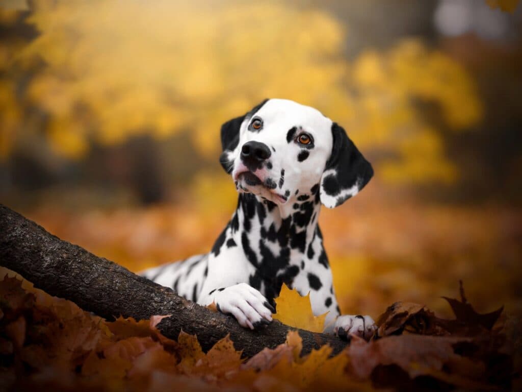 Terapiile cu celule stem gata pregătite pentru animale de companie ar putea fi la orizont.