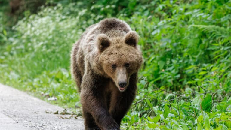 Urs surprins în apropierea Cascadei Duruitoarea din Ceahlău, turiștii alertați prin RO-ALERT.
