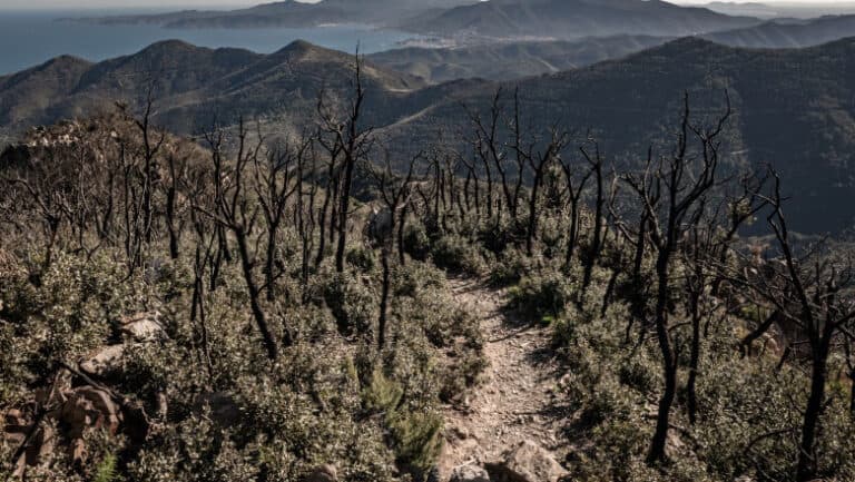 Cum contribuie schimbările climatice la devastarea prin incendii a vegetației europene. Peste 230.000 de hectare au fost transformate în cenușă în doar 6 luni.