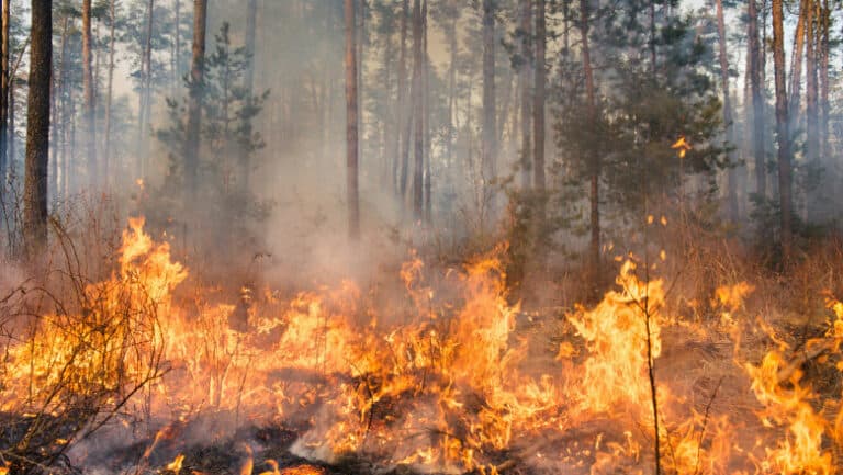 Incendii devastatoare în Bulgaria: peste 100 de focare de vegetație distrug păduri și case, avertizează autoritățile locale