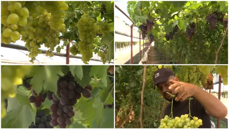 Strugurii românești din acest an sunt pregătiți pentru recoltare. Descoperă aspectul și prețul strugurilor de seră, crescuți alături de roșii și castraveți.