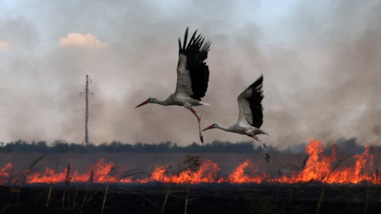 Războiul văzut prin perspectiva animalelor: cum a fost afectată fauna sălbatică din Ucraina după invazia rusă.