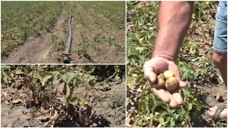 „Culturile de cartofi, în suferință: agricultorii se confruntă cu o secetă devastatoare.”