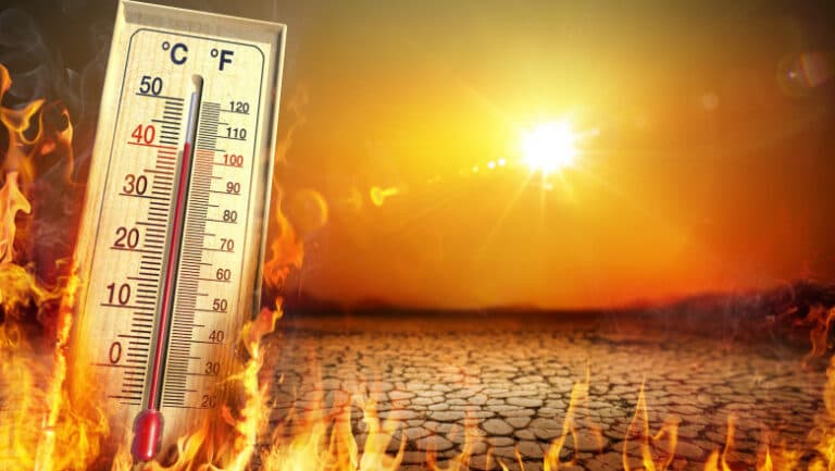 Canicula implacabilă a devastat culturile din România. Pășunile arată ca după un incendiu, lipsindu-le complet verdeața. Ce declarații au fermierii?