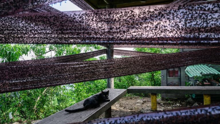 Coreea de Sud, asediată de „gândacii iubirii”: insectele au cucerit potecile montane și au speriat turiștii, lăsând localnicii dezamăgiți.