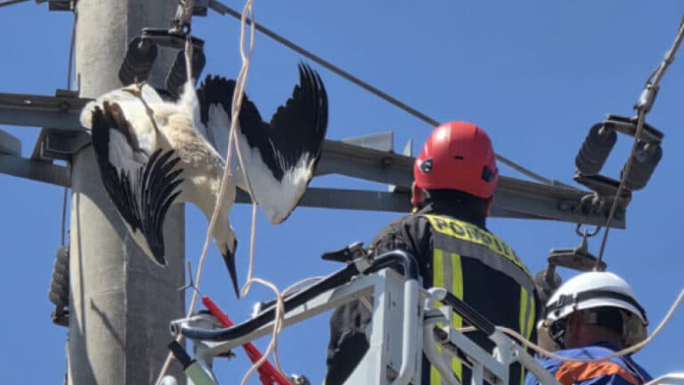O barză a fost eliberată în Giurgiu, după ce s-a prins cu picioarele într-un cablu de înaltă tensiune.