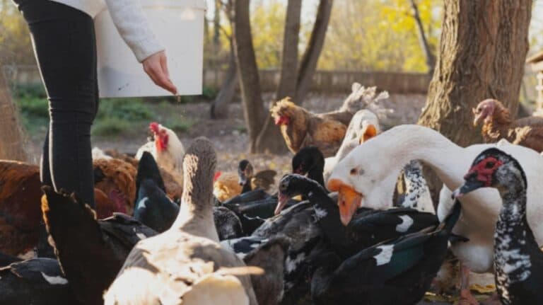 Ce număr de animale poți avea în curte fără a încălca legea: Secrete puțin cunoscute pe care toată lumea ar trebui să le afle