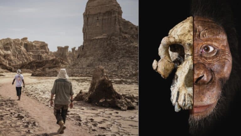 O nouă specie de hominizi descoperită: o revelație în povestea evoluției umanității