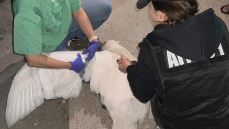 Două lebede au fost eliberate din captivitatea unor hoți care le-au răpit de pe râul Argeș