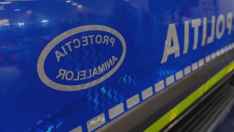 O femeie a fost surprinsă cu doi măgari legați de autoturism. Autoritățile: „Nu este necesară intervenția pentru adăpostirea animalelor.”