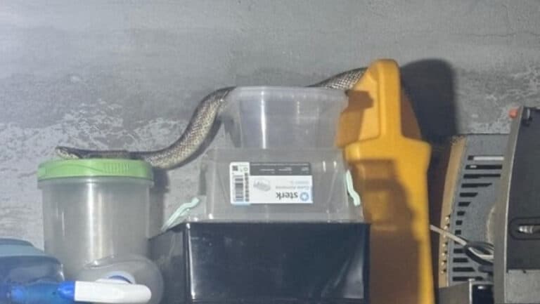 Capturarea unui balaur dobrogean de către jandarmi într-o gospodărie din 2 Mai