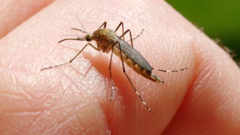 Încă o victimă a virusului West Nile în Italia: care este bilanțul tragic al deceselor provocate de această amenințare?