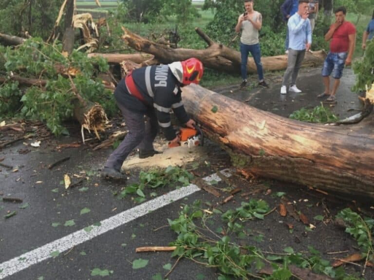 Incident șocant în Sectorul 2 al Capitalei! Un copac s-a prăbușit peste două femei