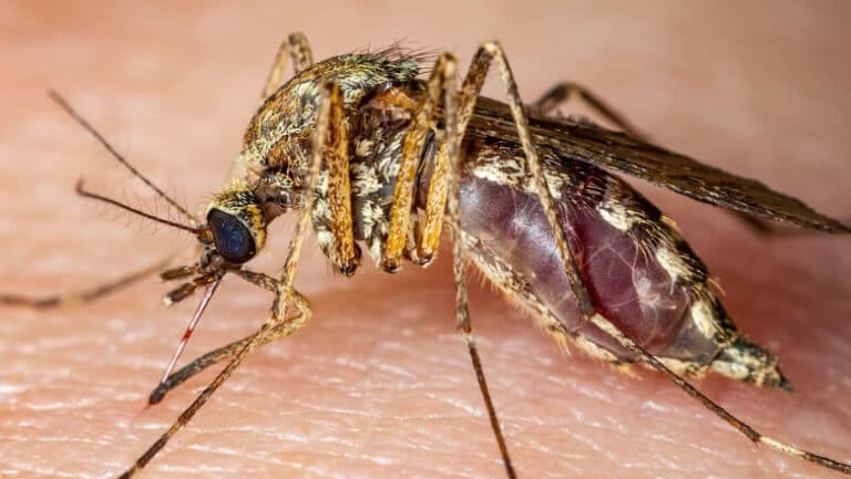Italia în doliu: 12 vieți pierdute din cauza virusului West Nile